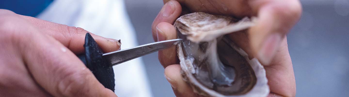 Plein phare sur les huîtres : dégustation, reproduction et saisonnalité